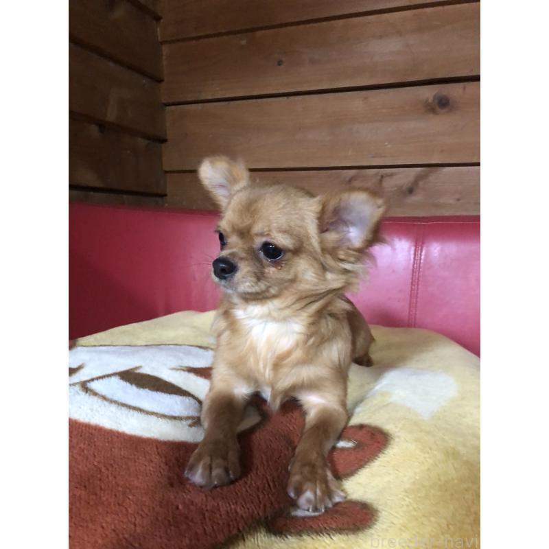 成約済の兵庫県のチワワ(ロングコート)-400426の4枚目