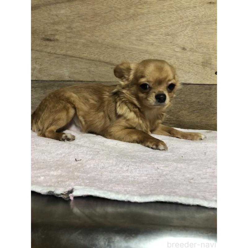 成約済の兵庫県のチワワ(ロングコート)-400426の3枚目