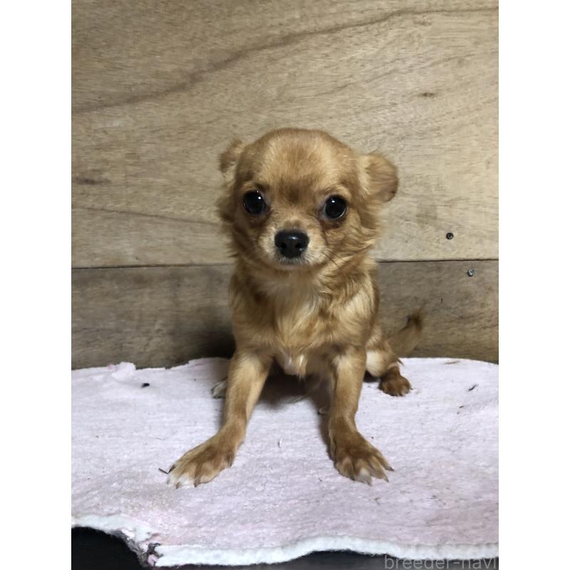 成約済の兵庫県のチワワ(ロングコート)-400426の2枚目