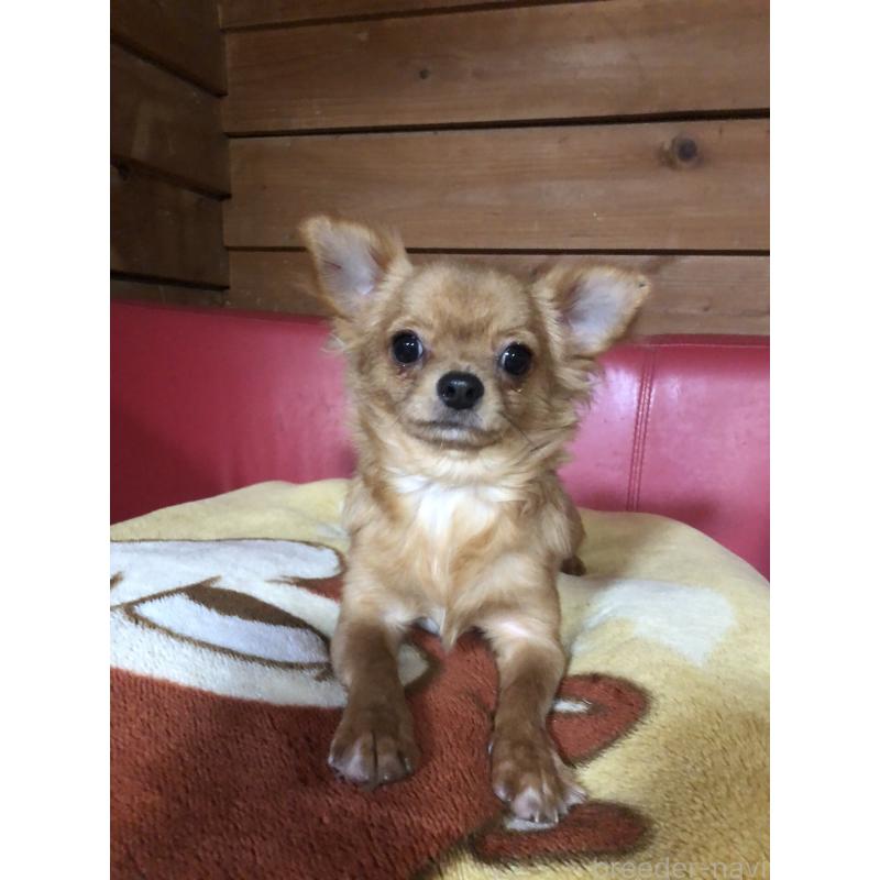 販売中ののチワワ(ロングコート)-400426