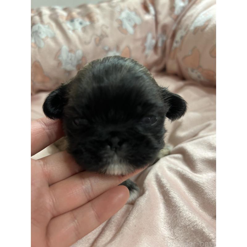 販売中の岡山県のペキニーズ-433334の8枚目