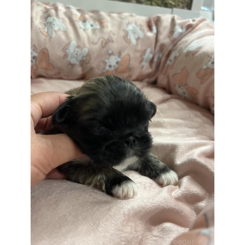 販売中の岡山県のペキニーズ-433334の7枚目