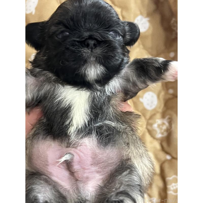 販売中の岡山県のペキニーズ-433334の6枚目