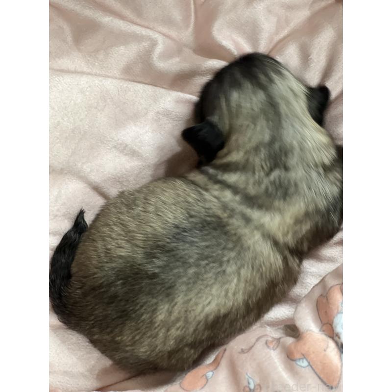 販売中の岡山県のペキニーズ-433334の5枚目