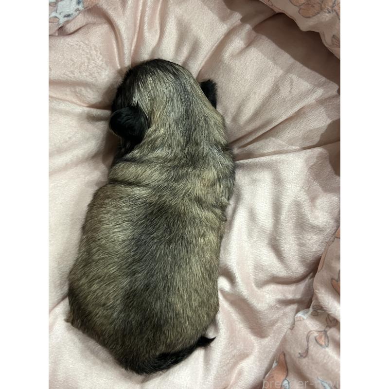 販売中の岡山県のペキニーズ-433334の4枚目