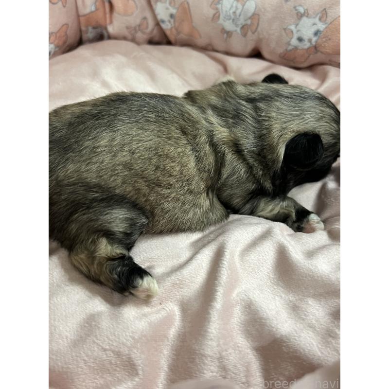 販売中の岡山県のペキニーズ-433334の3枚目