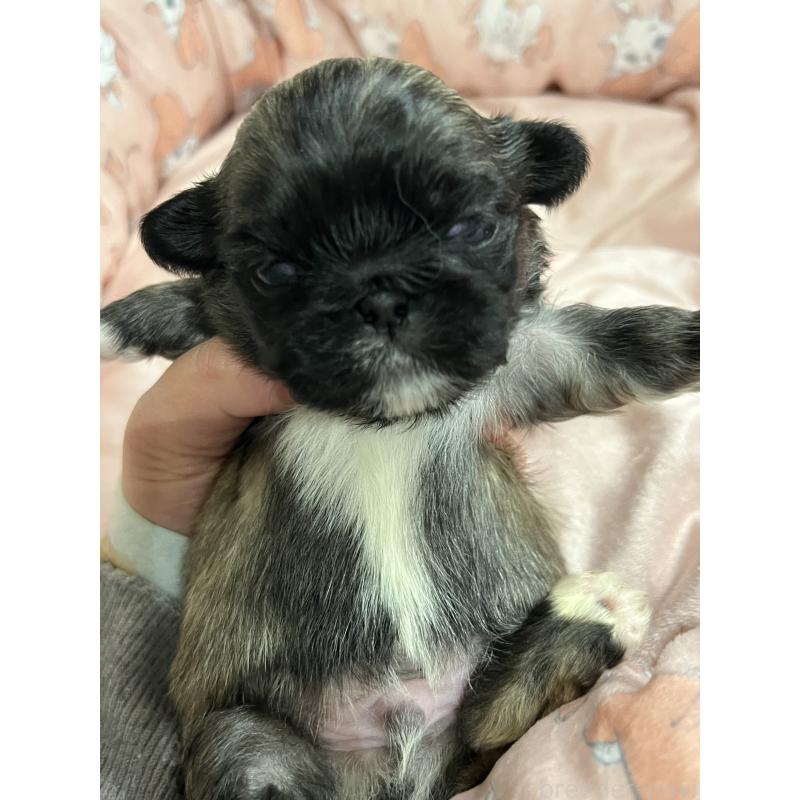 販売中の岡山県のペキニーズ-433334の2枚目