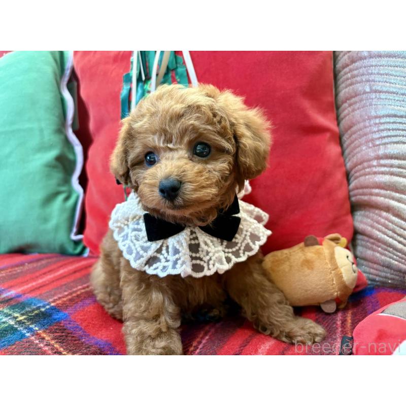 成約済の香川県のタイニープードル-432521の4枚目