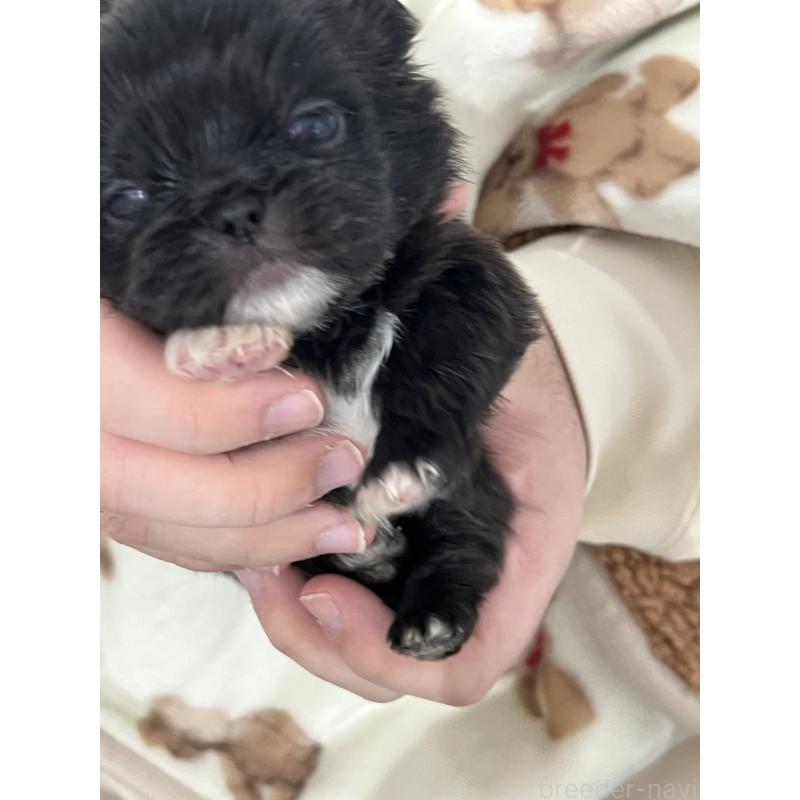 販売中の岡山県のペキニーズ-433335の5枚目