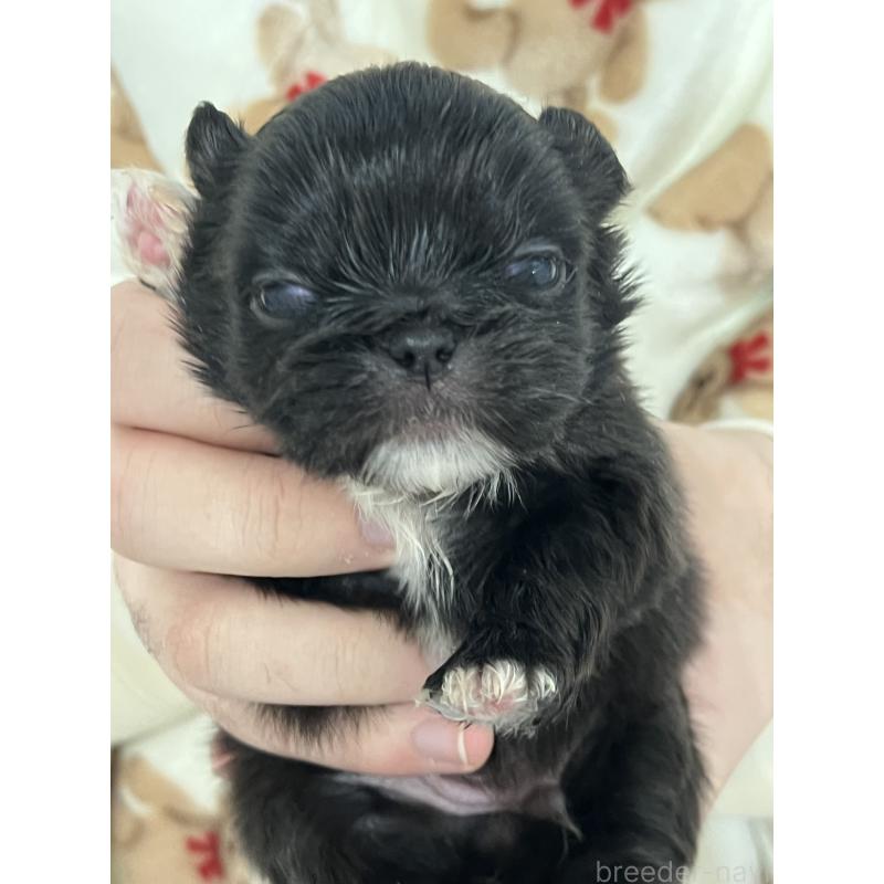 販売中の岡山県のペキニーズ-433335の4枚目