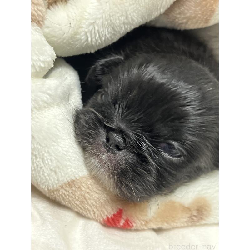 販売中の岡山県のペキニーズ-433335の2枚目