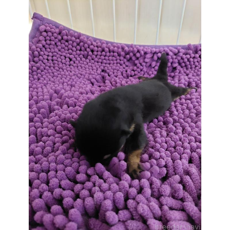 販売中の高知県の豆柴-432068の6枚目