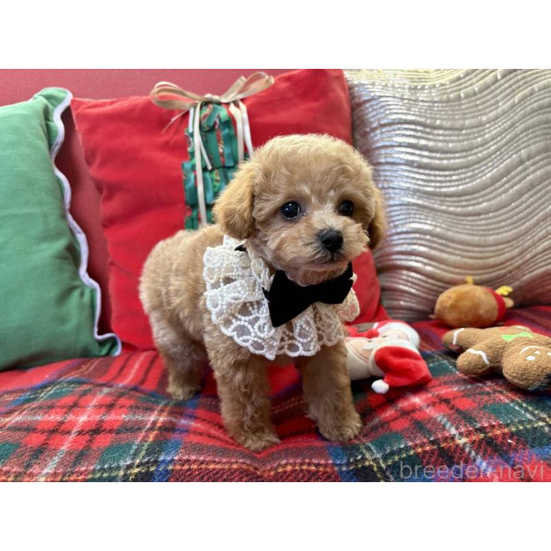 成約済の香川県のタイニープードル-432525の6枚目