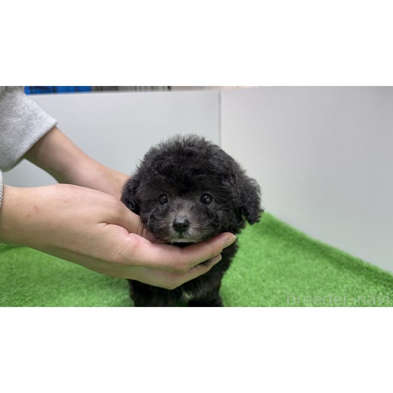 販売中の東京都のティーカッププードル-433336の2枚目