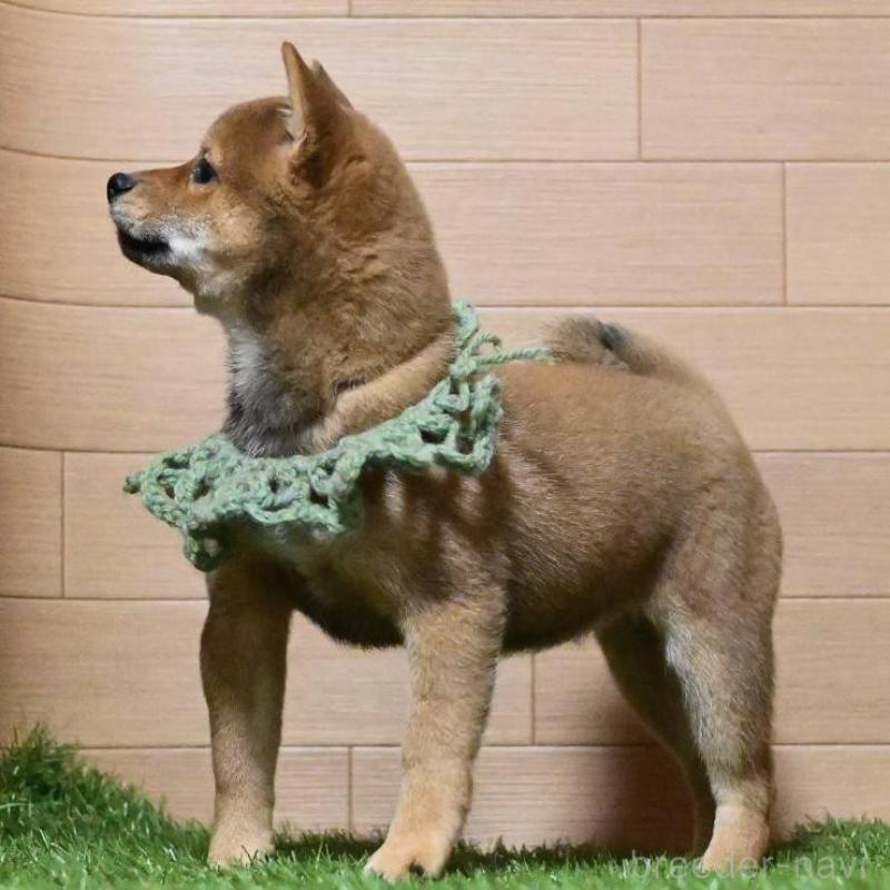 販売中の岡山県の豆柴-425318の3枚目