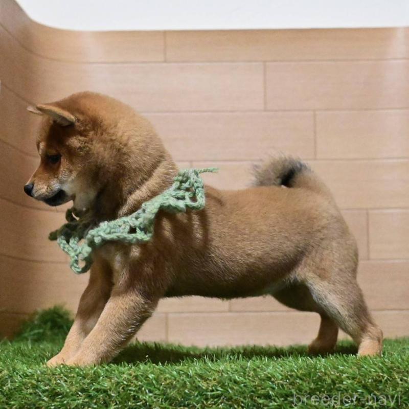 販売中の岡山県の豆柴-425318