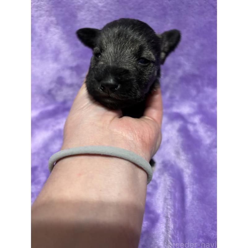 販売中の福岡県のミニチュアシュナウザー-433341の4枚目