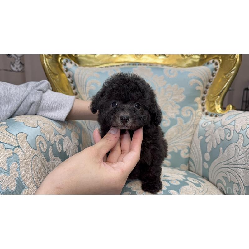 販売中の東京都のティーカッププードル-433338の7枚目