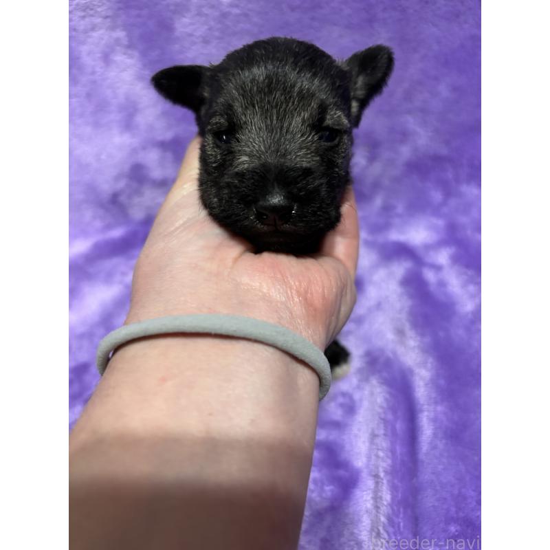 販売中の福岡県のミニチュアシュナウザー-433341の3枚目