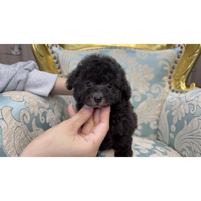 販売中の東京都のティーカッププードル-433338の6枚目