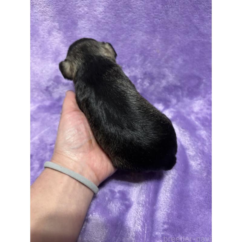 販売中の福岡県のミニチュアシュナウザー-433341の2枚目