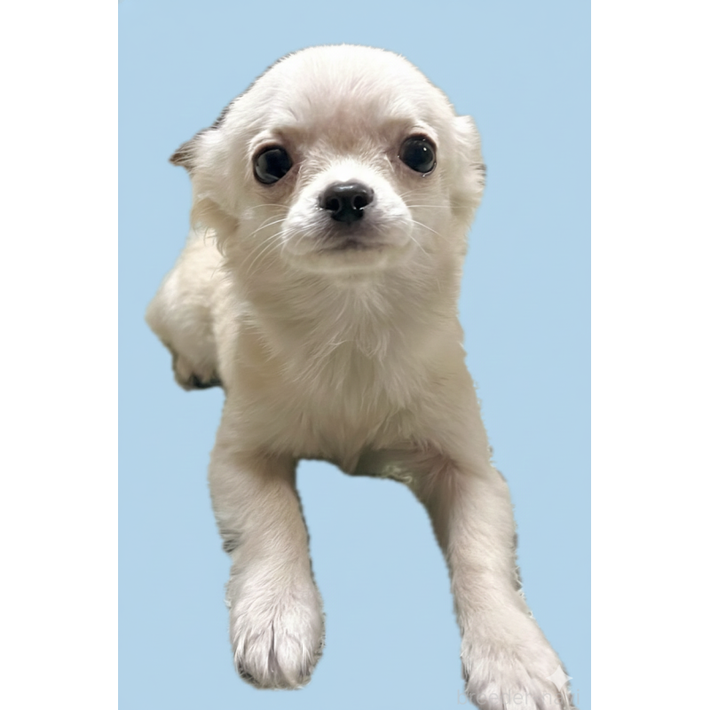 販売中の兵庫県のチワワ(ロングコート)-433337の1枚目