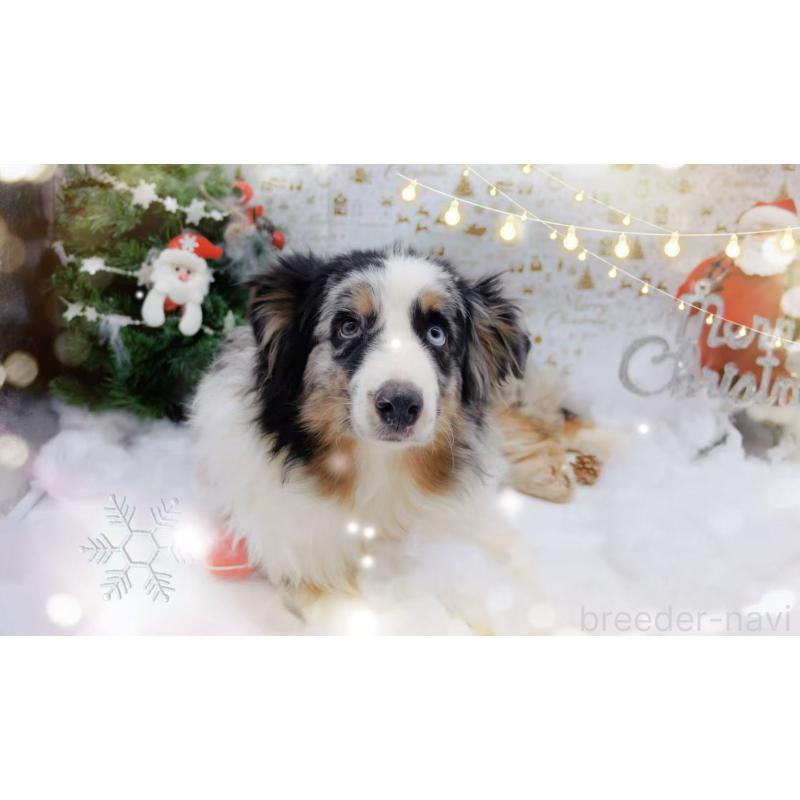 販売中の千葉県のオーストラリアンシェパード-393739の3枚目