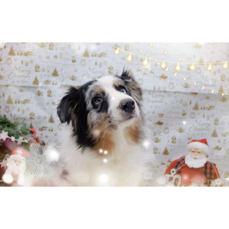 販売中の千葉県のオーストラリアンシェパード-393739の2枚目