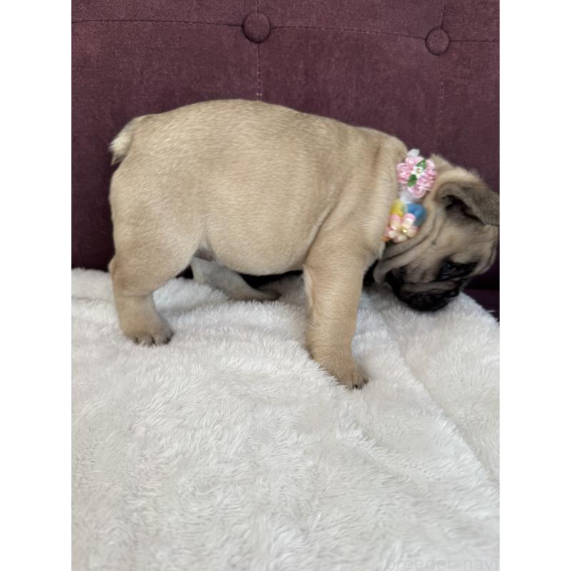 販売中の香川県のフレンチブルドッグ-433359の6枚目
