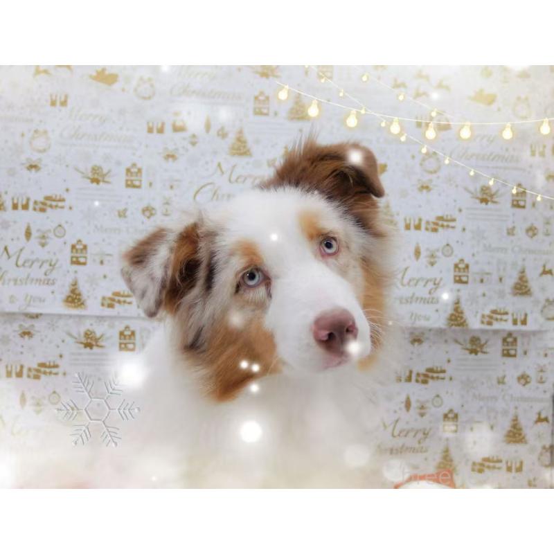 販売中の千葉県のオーストラリアンシェパード-407361の3枚目