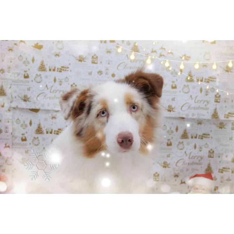 販売中の千葉県のオーストラリアンシェパード-407361の2枚目