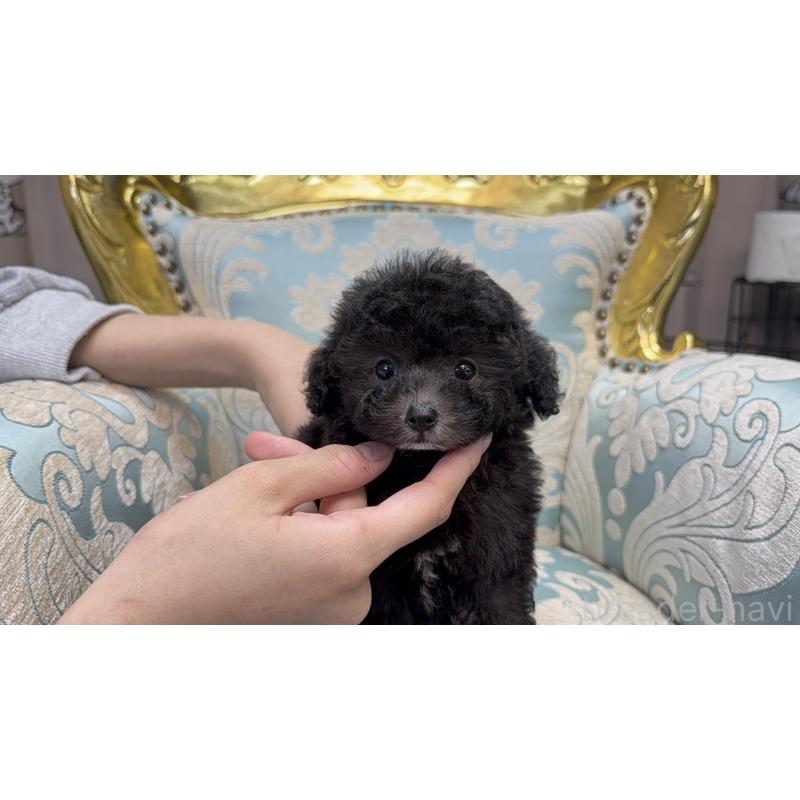 販売中の新潟県のティーカッププードル-433339の8枚目