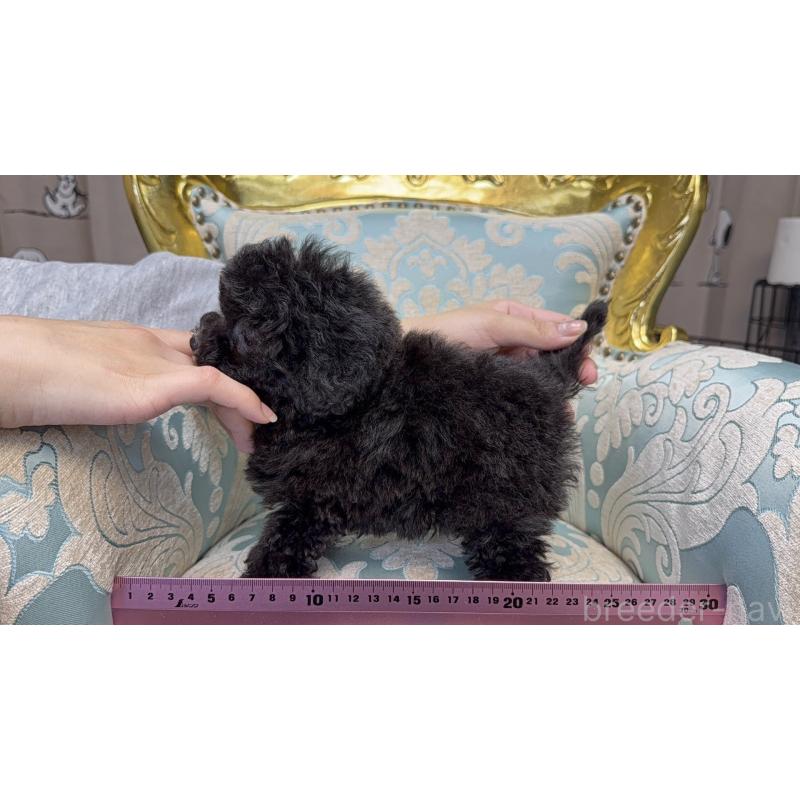 販売中の新潟県のティーカッププードル-433339の7枚目