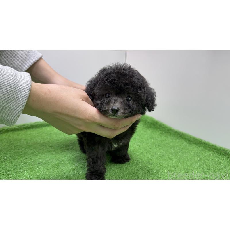 販売中の新潟県のティーカッププードル-433339の5枚目