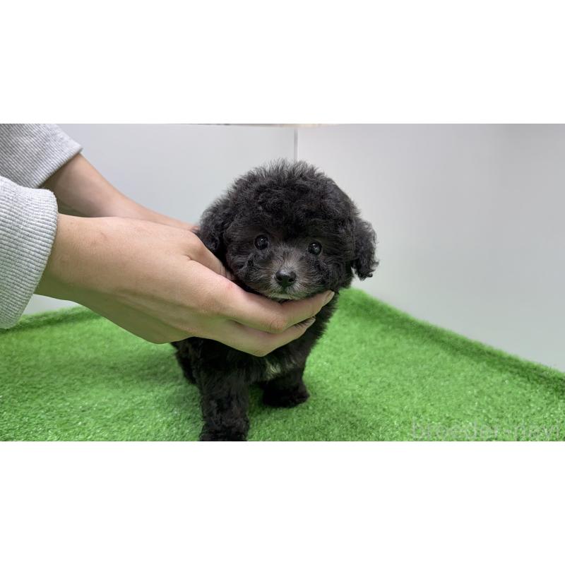 販売中の新潟県のティーカッププードル-433339の4枚目