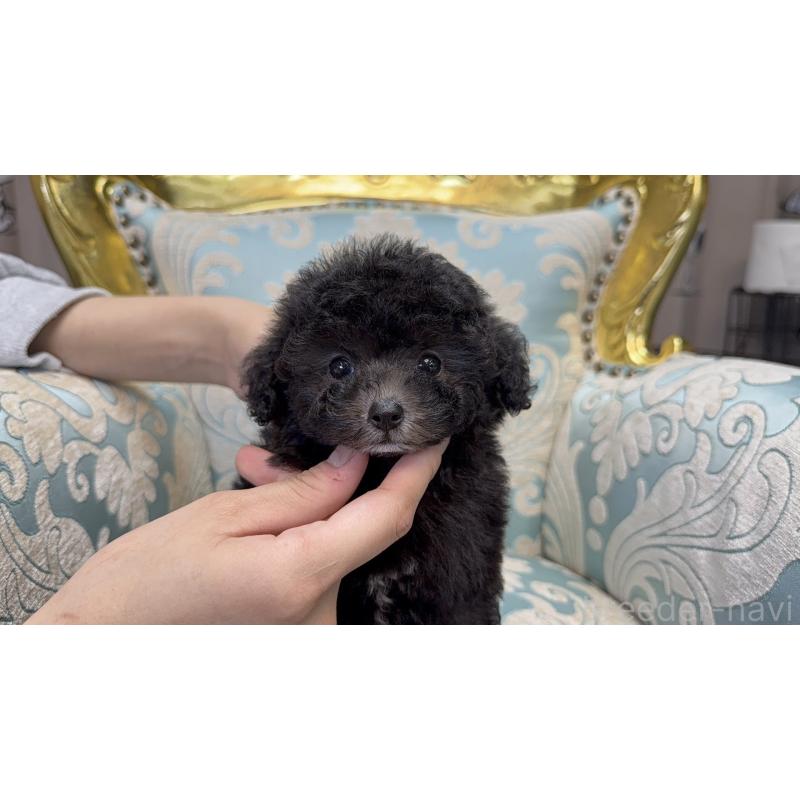 販売中の新潟県のティーカッププードル-433339の3枚目