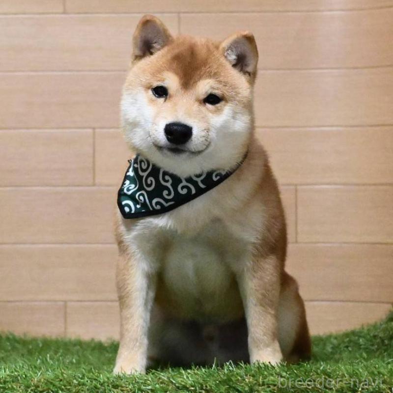 販売中の岡山県の豆柴-411326の3枚目