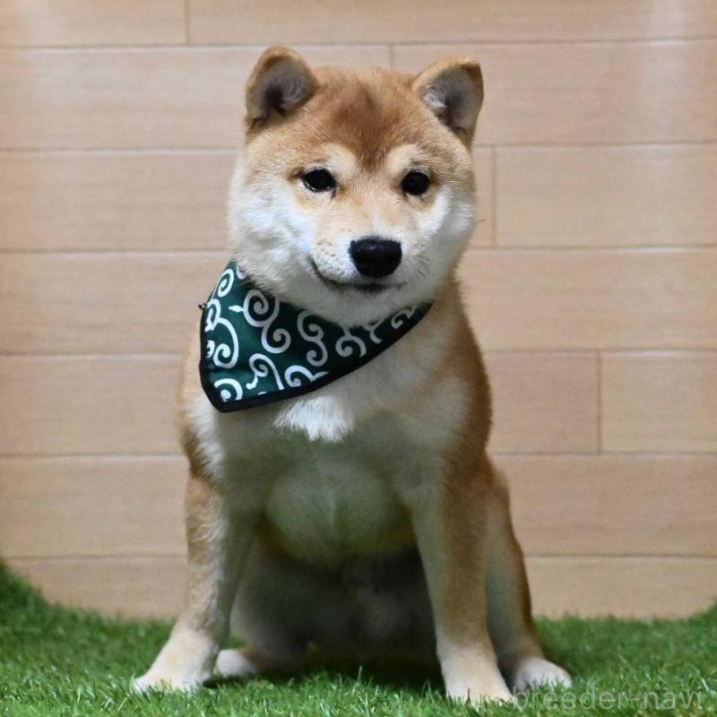 販売中の岡山県の豆柴-411326の4枚目