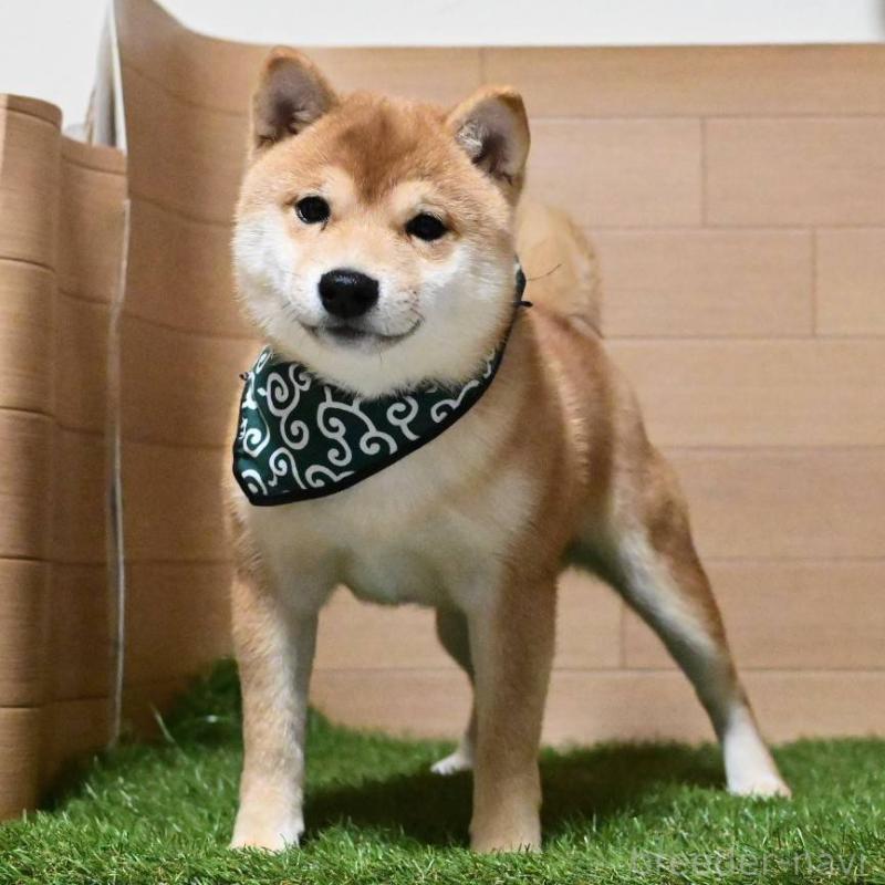 販売中の岡山県の豆柴-411326