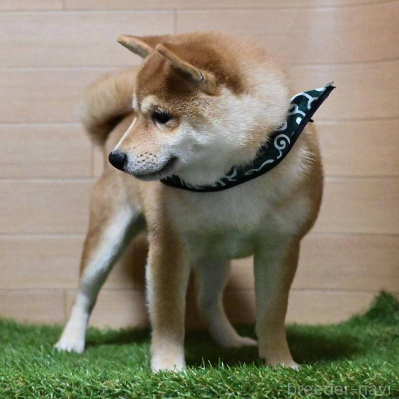 販売中の岡山県の豆柴-411326の2枚目