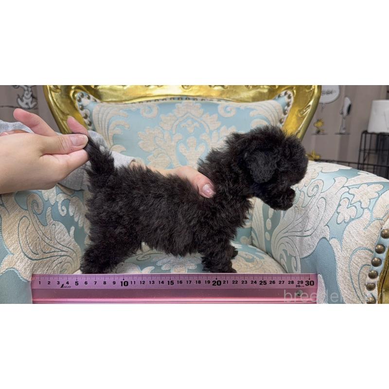 販売中の新潟県のティーカッププードル-433340の5枚目