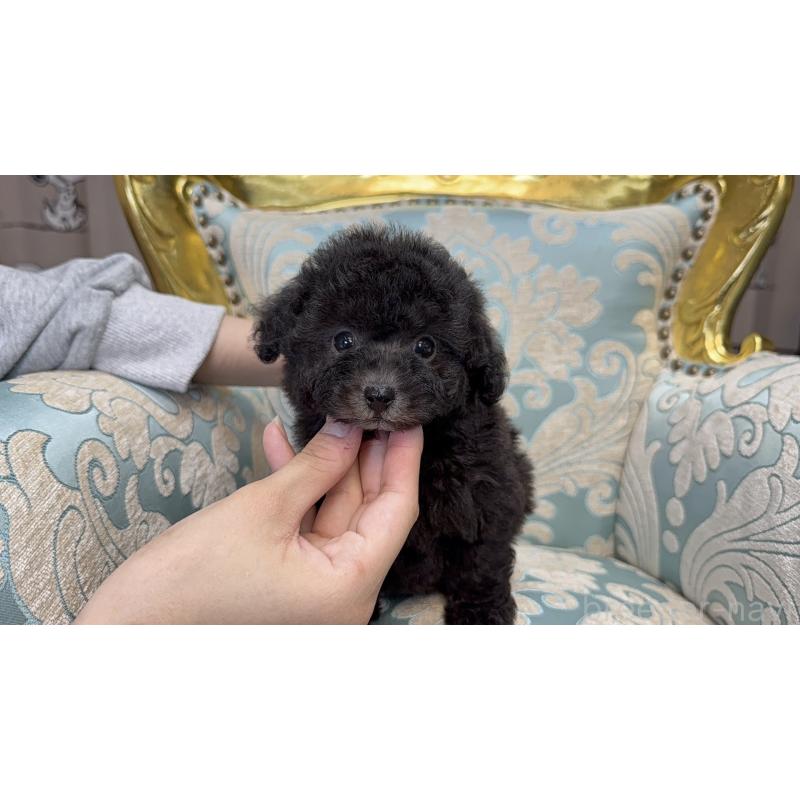 販売中の新潟県のティーカッププードル-433340の4枚目