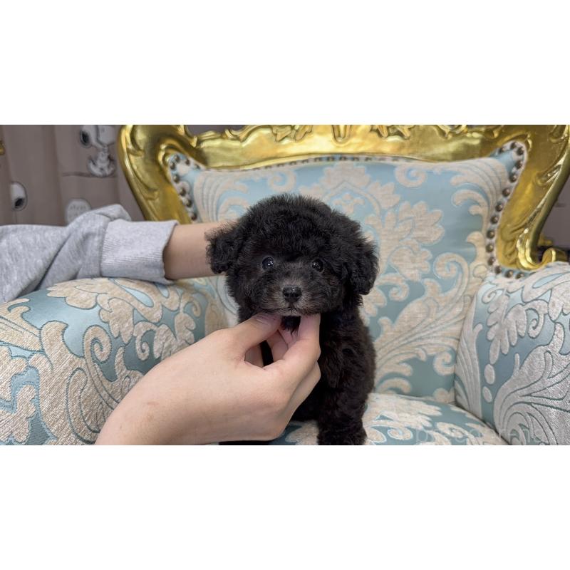 販売中の新潟県のティーカッププードル-433340の3枚目