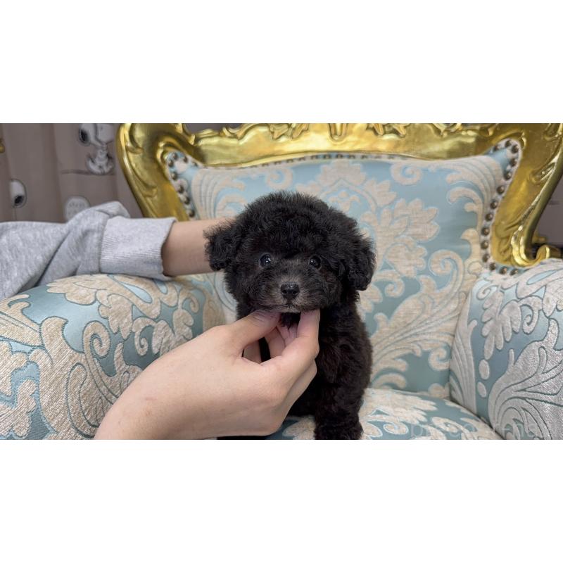 販売中の新潟県のティーカッププードル-433340の2枚目