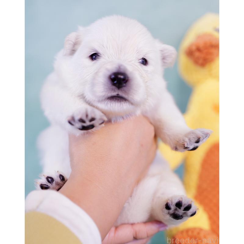 販売中の埼玉県のサモエド-433342