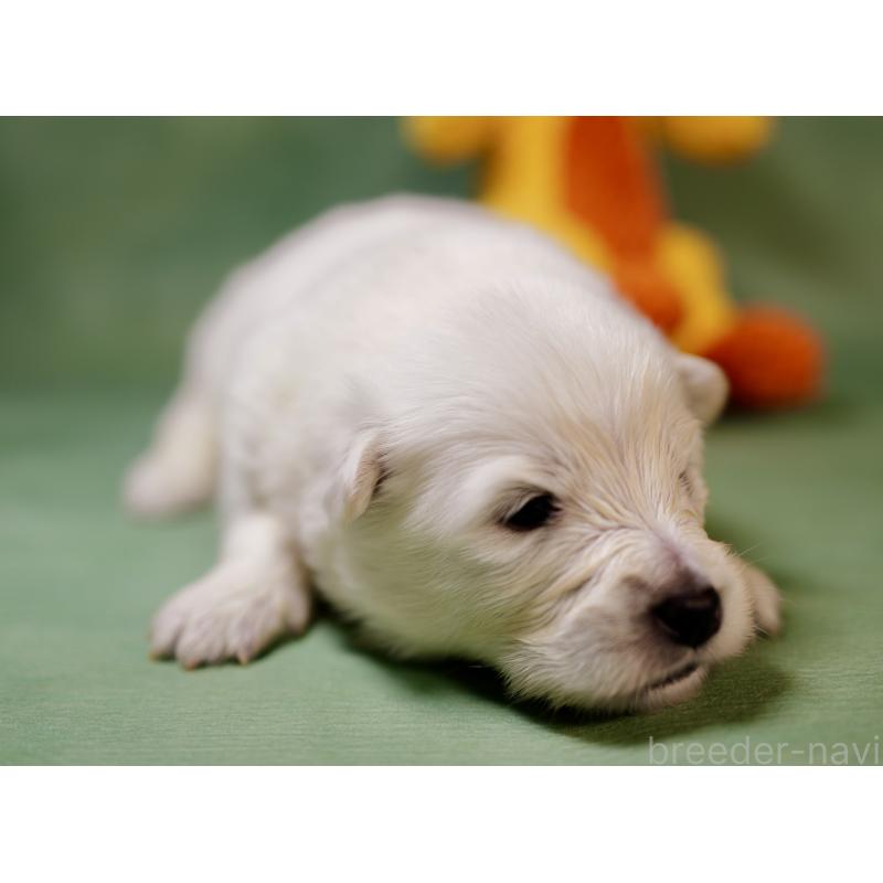 販売中の埼玉県のサモエド-433342の5枚目