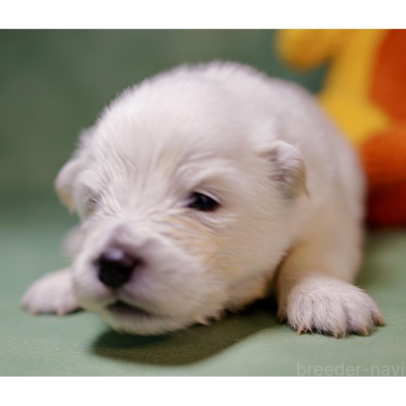 販売中の埼玉県のサモエド-433342の4枚目