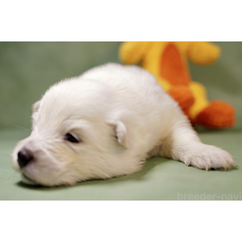 販売中の埼玉県のサモエド-433342の3枚目