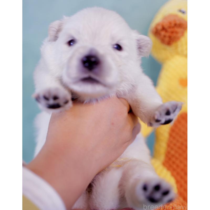 販売中の埼玉県のサモエド-433342の2枚目