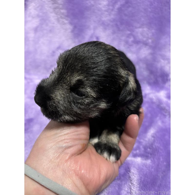 販売中の福岡県のミニチュアシュナウザー-433343の4枚目